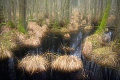Erlenbruchwald im Dar�er Urwald