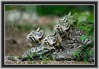 Junge Wildkatzen  Gehegezone Nationalpark Bayerischer Wald