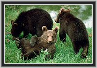 Young Brown Bears