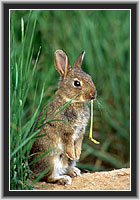 European Rabbit