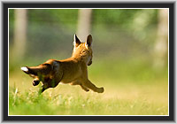 Red Fox cub