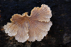 Spaltblättling: Dieser Pilz besiedelt nur totes Holz