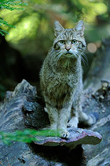 Scheuer Waldbewohner: die Wildkatze