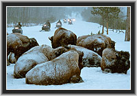 Bisons und Touristen, Yellowstone Nationalpark, Wyoming, USA
