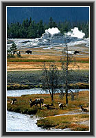 Wapitis and Bisons in the Upper Geyser Basin